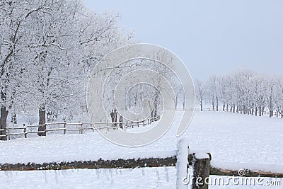 Trees in beatufiul hoarfrost and with fog Stock Photo