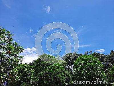 Trees and beautiful blue sky with thin clouds Stock Photo