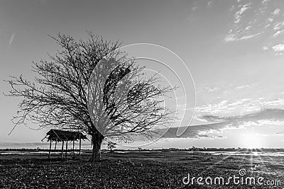 Trees Black dawn detail landscape nature Stock Photo