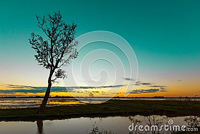 Trees Black dawn detail landscape Stock Photo