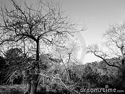 Trees black and white Stock Photo