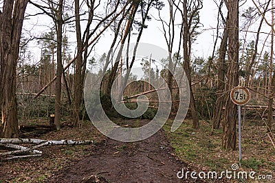 Trees block the forest road after the storm Stock Photo