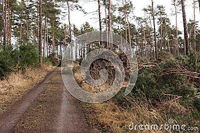 Trees block the forest road after the storm Stock Photo