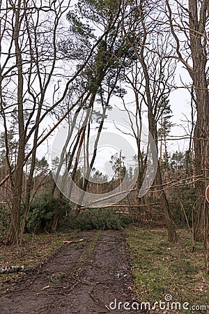 Trees block the forest road after the storm Stock Photo