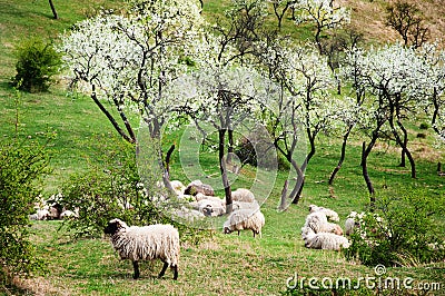 Trees bloom in spring and sheep graze Stock Photo