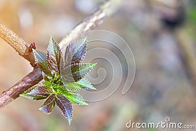 The trees bloom in the spring sprout Stock Photo