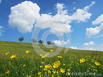 Trees with blue sky and clouds (28) Stock Photo