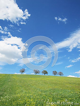 Trees with blue sky (20) Stock Photo