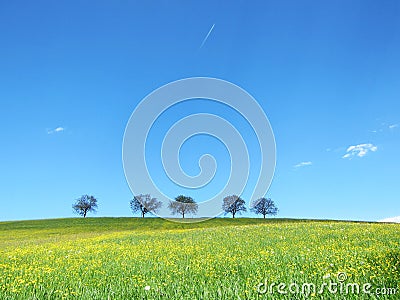 Trees with blue sky (21) Stock Photo