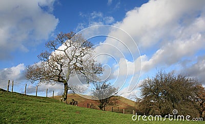 Trees and Blustery Sky Stock Photo