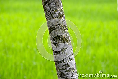 Trees Body Parts with Green Background Photograph Stock Photo