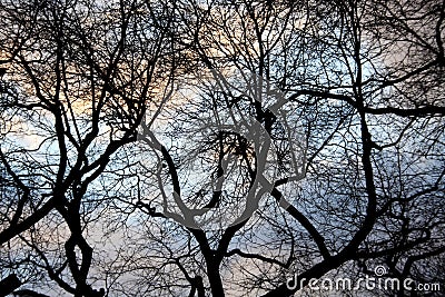 Trees branches and colorful sky Stock Photo