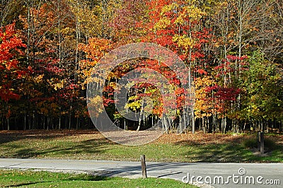Trees in brilliant fall colors Stock Photo