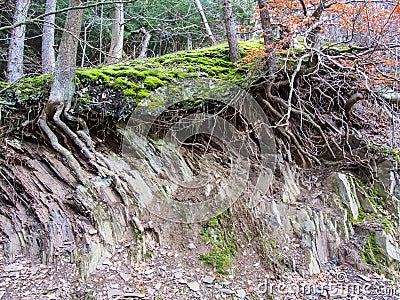 Trees at a broken edge of the terrain in the quarry at Bromberg Stock Photo