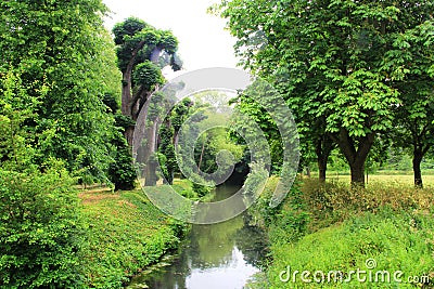 Trees and brook Stock Photo