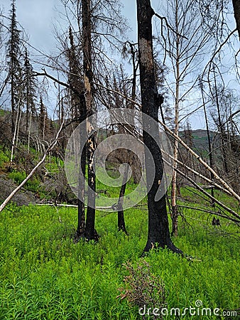Trees with burn marks from Skilak lake alaska wild fire. Stock Photo