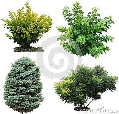 Trees, bushes izolated. Stock Photo