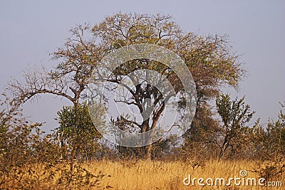 Trees in a Bushveld setting Stock Photo