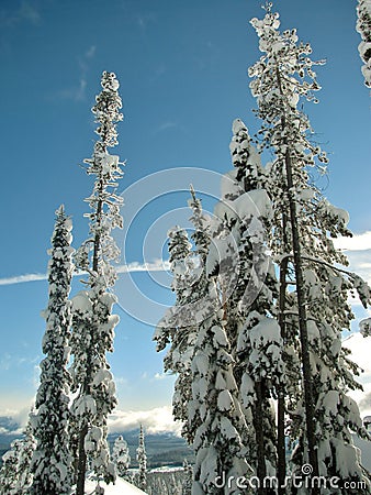 Trees caked with snow against a clear blue sky on the slopes of Big White Mountain Stock Photo