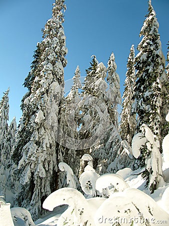 Trees caked with snow against a clear blue sky on the slopes of Mount Seymour Stock Photo