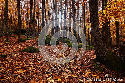 Trees of a chestnut forest with the ground covered with leaves and the sunlight getting between the trunks Stock Photo