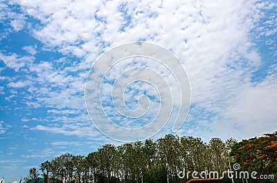 Tree with sky at chiang rai in thailand Stock Photo