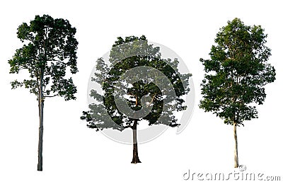 Trees Collection on white background. With clipping path, Isolated Trees Stock Photo