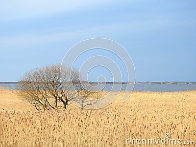 Tree, reed and Kroku bay, Lithuania Stock Photo