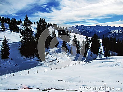 Trees and coniferous forests on the slopes between the mountain massive Alvier group and Seeztal valley Stock Photo