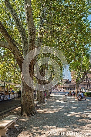 The Trees of the Court Square in Rome, Italy Stock Photo