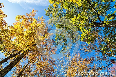 Trees covered in brilliant fall foliage, upshot Stock Photo