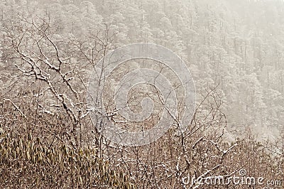 Trees covered with fluffy snow during winter. White snow on forest trees in cold winter bright sunny day. Rural landscape with Stock Photo