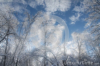 Trees covered with ice Stock Photo