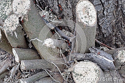 Trees covered by red bugs Stock Photo