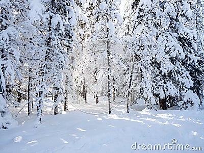 Trees covered with snow during the day Stock Photo