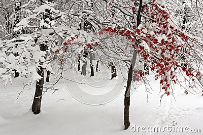 Trees covered in snow Stock Photo