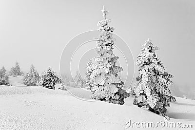 Trees Covered With Snow In Kalavrita Stock Photo