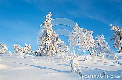 Trees Covered With Snow In Sunny Day With Clear Blue Sky In Lapland Finland, Northern Europe, Beautiful Snowy Winter Forest Lands Stock Photo