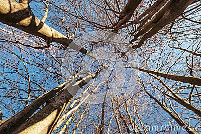 Trees crowns in blue sky, deep autumn, defoliation Stock Photo