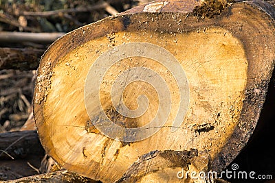 Trees cut and stacked Logging of trees. Stock Photo