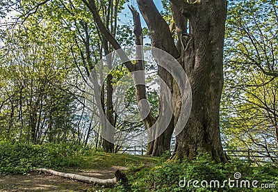 Trees At Dash Point Stock Photo