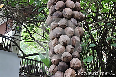 A tree decorated with coconuts Stock Photo
