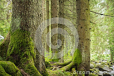 Trees in deep green forest Stock Photo