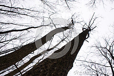 Trees on a diagonal Stock Photo