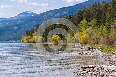 Trees in early spring along Okanagan Lake at the Evely Recreation Site, British Columbia, Canada Stock Photo