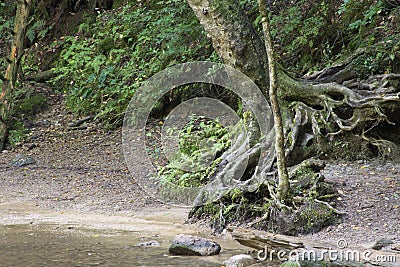 Trees with exposed roots Stock Photo