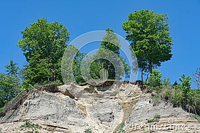 Trees with exposed roots Stock Photo