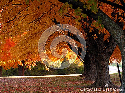 Trees in Fall Stock Photo