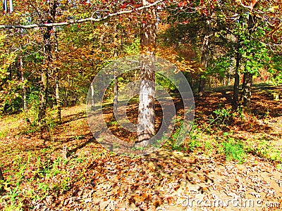 Trees with fall foliage Stock Photo