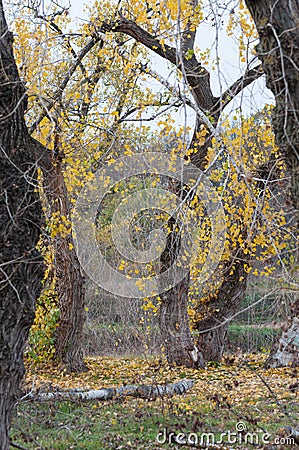 Trees with fall golden leaves in a forest Stock Photo